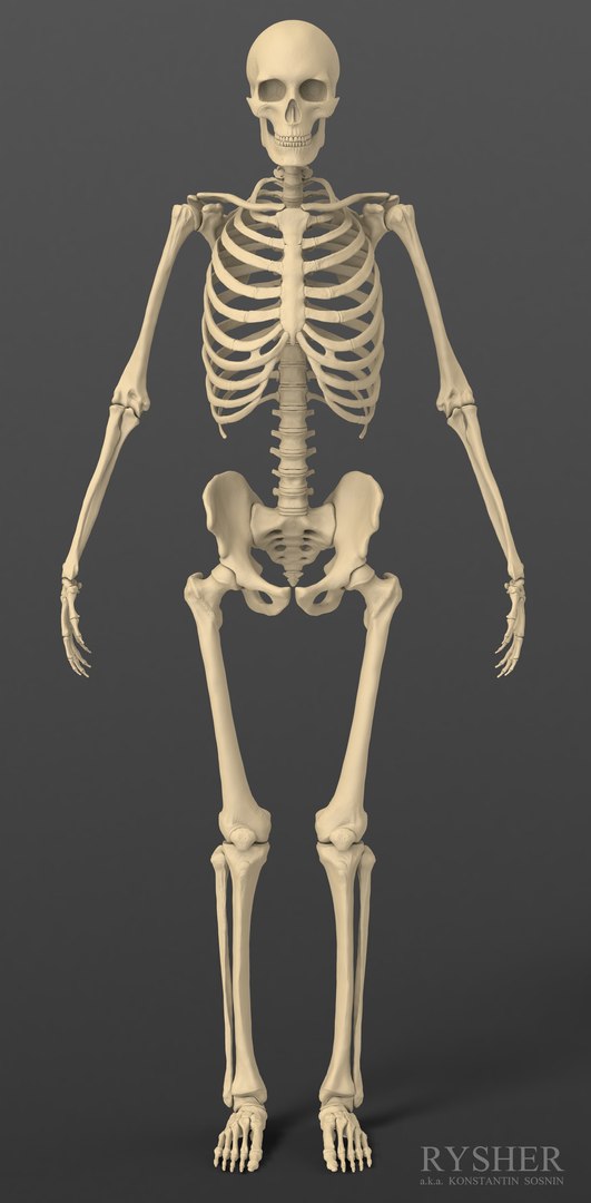 3d model human male skeleton exact https://p.turbosquid.com/ts-thumb/uu/cK8Uxq/gxFdO2dM/skeleton_frontalview/jpg/1372244385/1920x1080/fit_q87/c5ce2c851e0d1eb7d654a979818839188af870b7/skeleton_frontalview.jpg