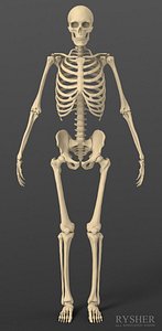 3d model human male skeleton exact