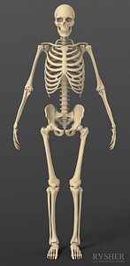 Exact realistic human male skeleton.