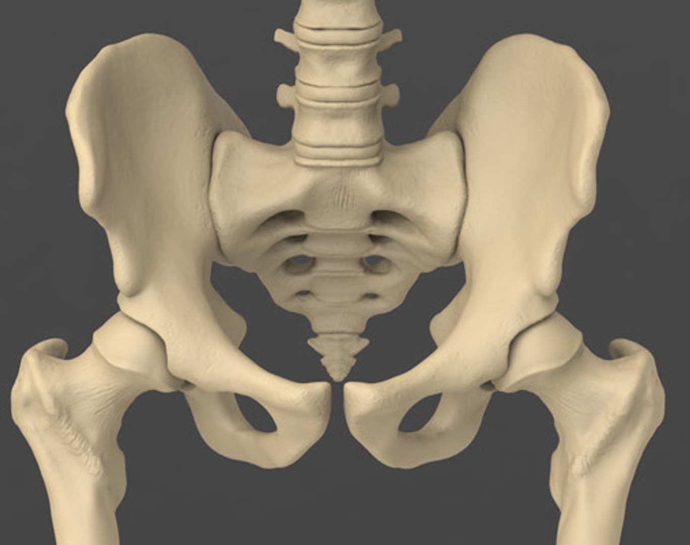 3d model human male skeleton exact https://p.turbosquid.com/ts-thumb/uu/cK8Uxq/hgrHidbI/pelvic/jpg/1372245896/1920x1080/fit_q87/aed0572b6501b89c1087f7ea20b247917219e5fb/pelvic.jpg