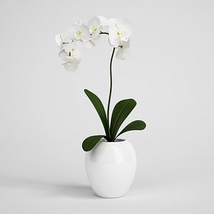 c4d plant