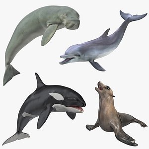 3D marine mammals rigged 4 model