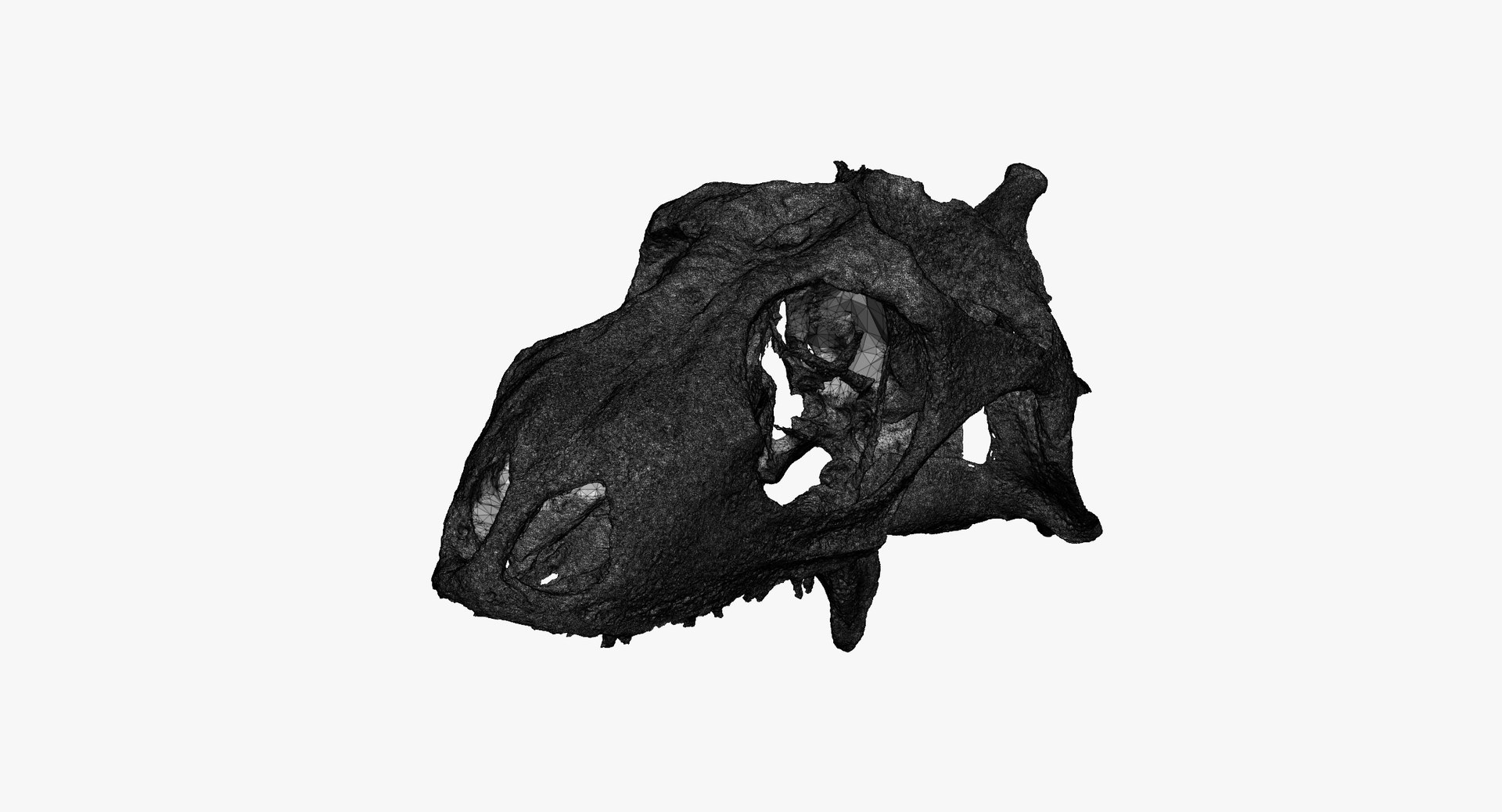 Green iguana skull 01 3D model - TurboSquid 1584035
