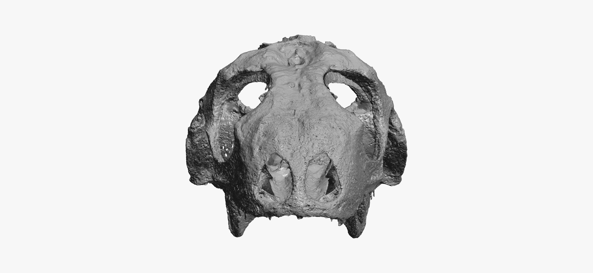 Green iguana skull 01 3D model - TurboSquid 1584035