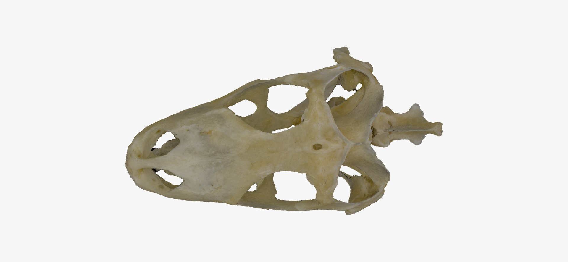 Green iguana skull 01 3D model - TurboSquid 1584035