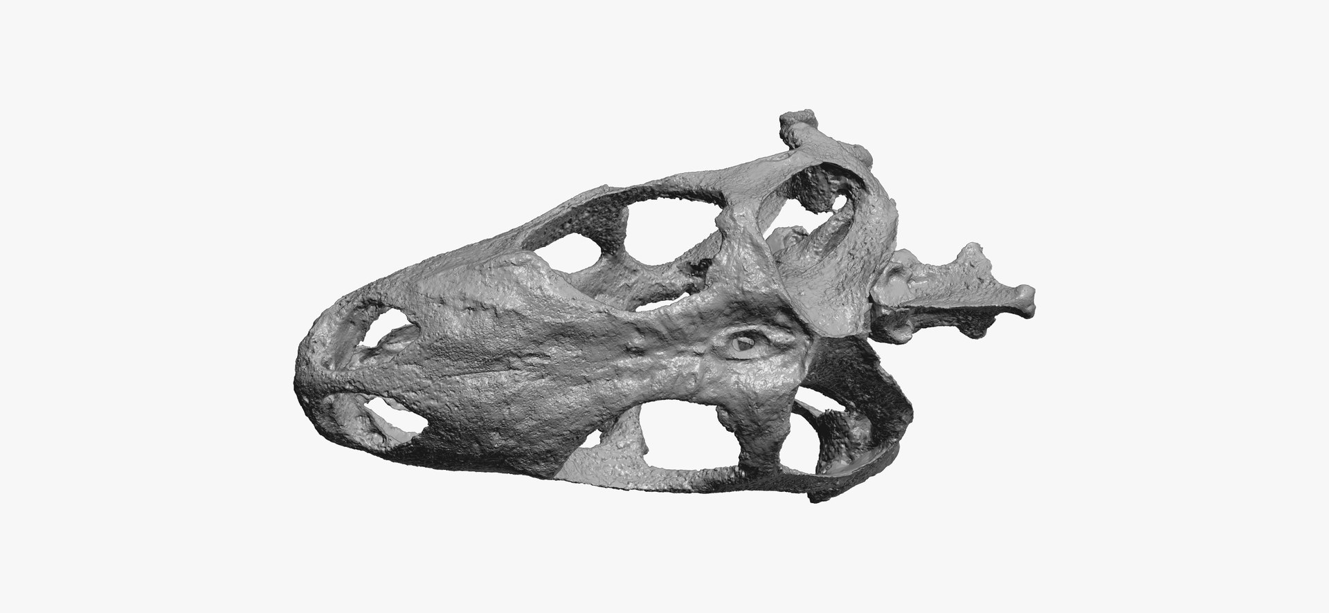 Green iguana skull 01 3D model TurboSquid 1584035