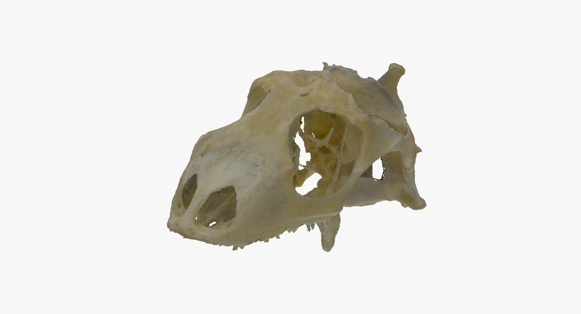 Green iguana skull 01 3D model TurboSquid 1584035