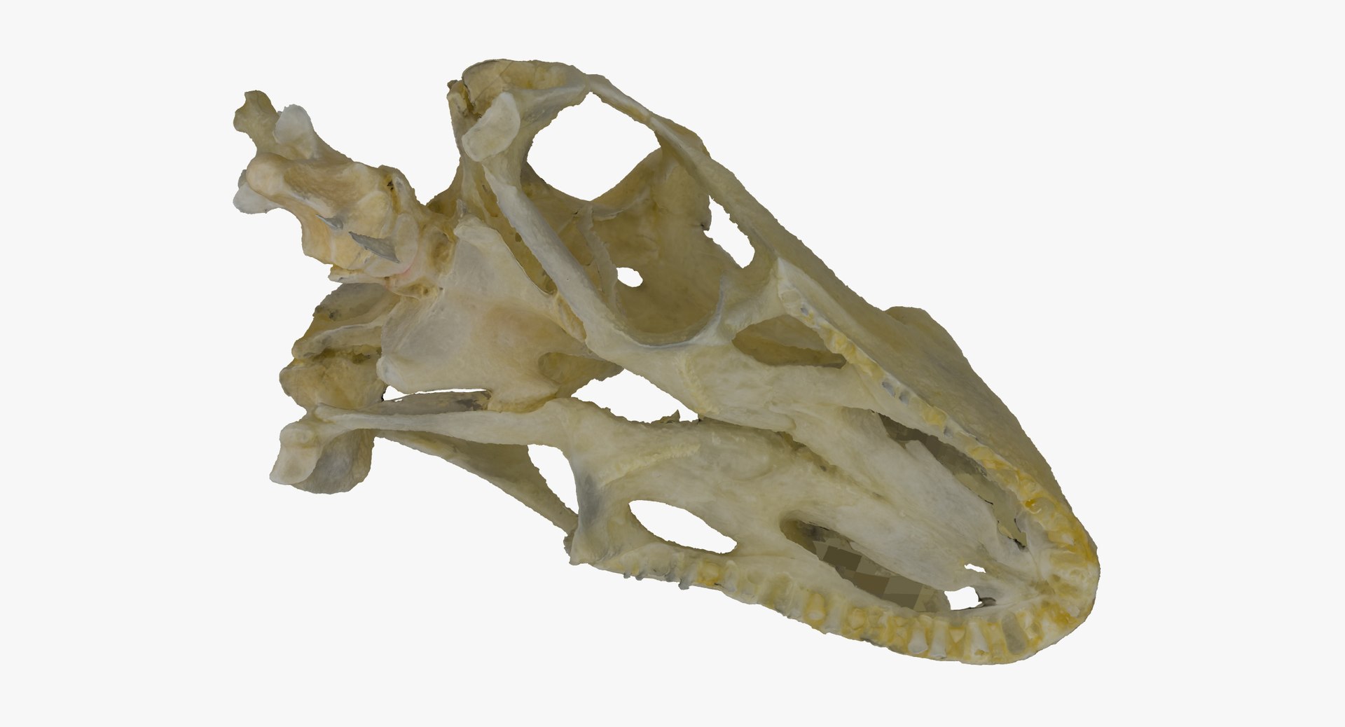 Green iguana skull 01 3D model TurboSquid 1584035