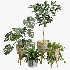 3D Indoor Plants Pack 57