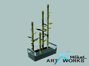 Bamboo