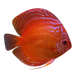 alenquer red 3D