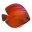 Alenquer Red