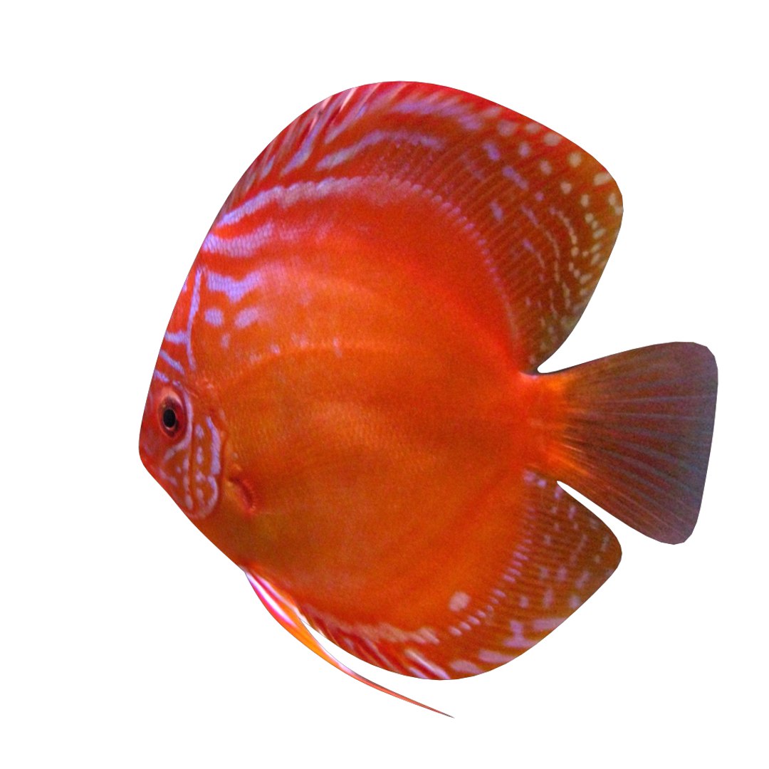 alenquer red 3D https://p.turbosquid.com/ts-thumb/uv/DoHX8V/IL3o1kzg/3/png/1520270777/1920x1080/fit_q87/a12dbea80ce40f847cff066ad7dc54037886593b/3.jpg