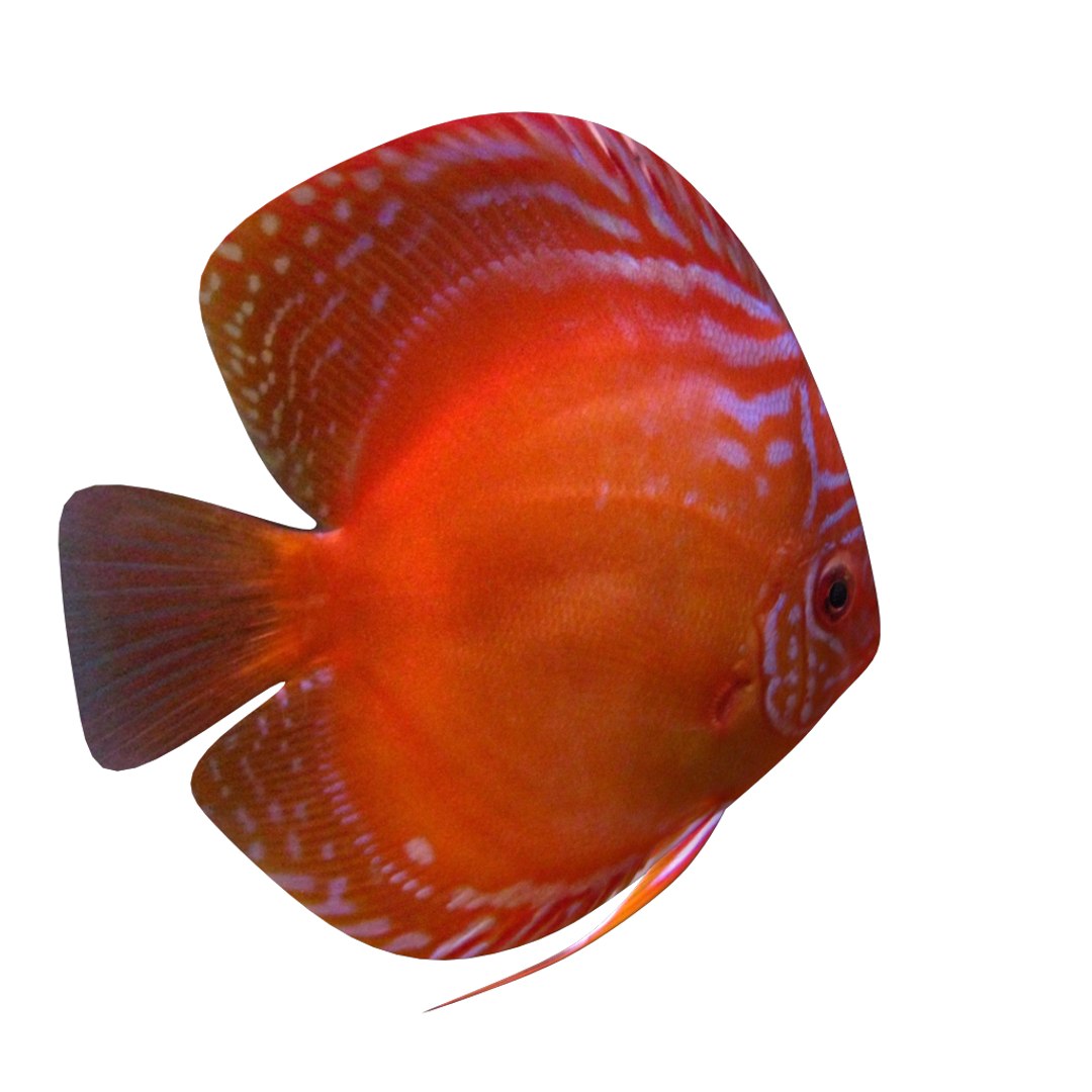 alenquer red 3D https://p.turbosquid.com/ts-thumb/uv/DoHX8V/VJjnLGEU/4/png/1520270777/1920x1080/fit_q87/32a9bdc006f1ea928e4c78f192f836d06fb27171/4.jpg