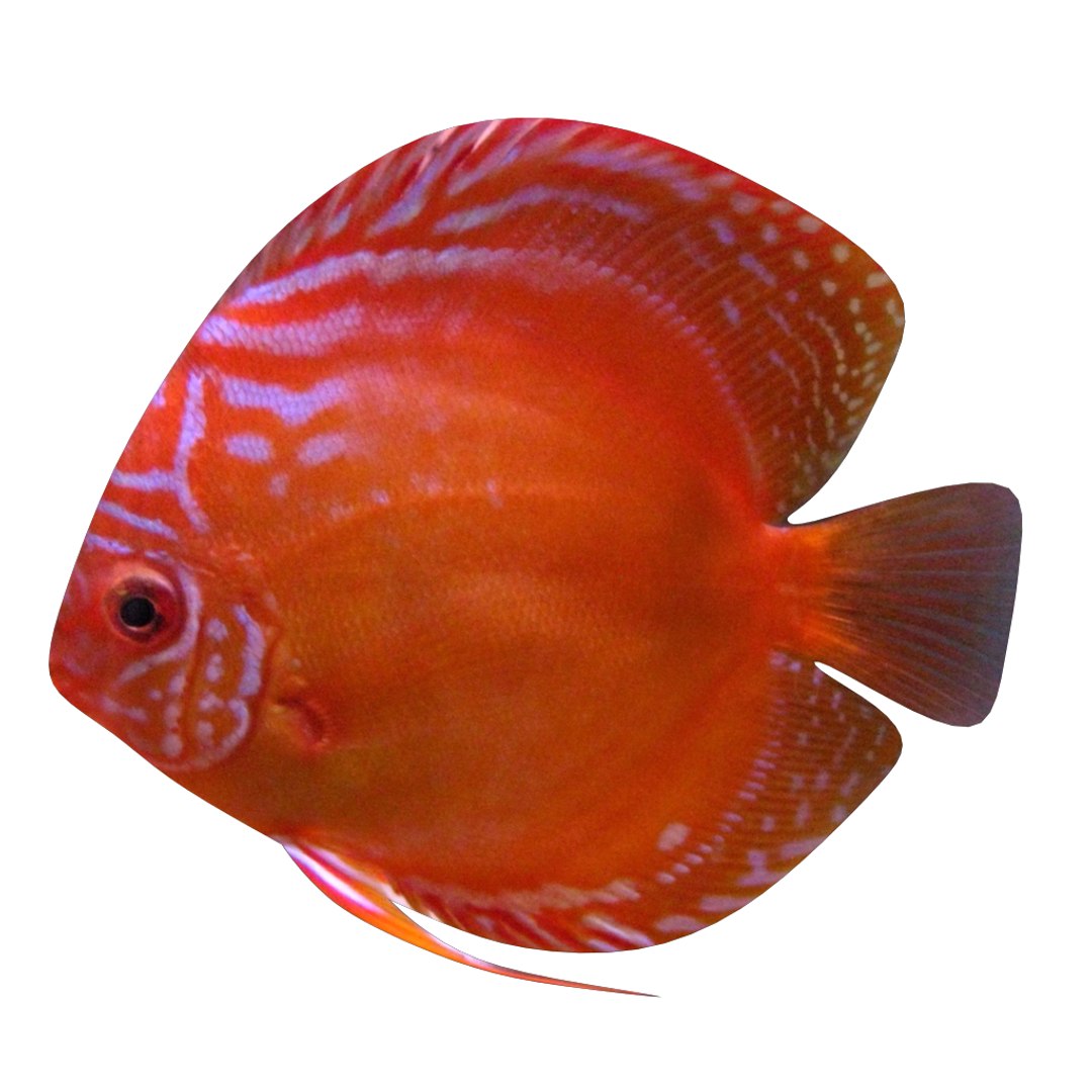 alenquer red 3D https://p.turbosquid.com/ts-thumb/uv/DoHX8V/z1A8gGPx/2/png/1520270777/1920x1080/fit_q87/762717ff187470ebf8e2f02b3053fdf9187f2220/2.jpg