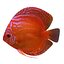 Alenquer Red