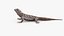 Tropical Girdled Lizard Cordylus Tropidosternum