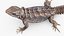 Tropical Girdled Lizard Cordylus Tropidosternum