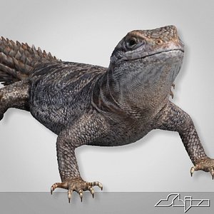 lizard cordylus tropidosternum 3d model