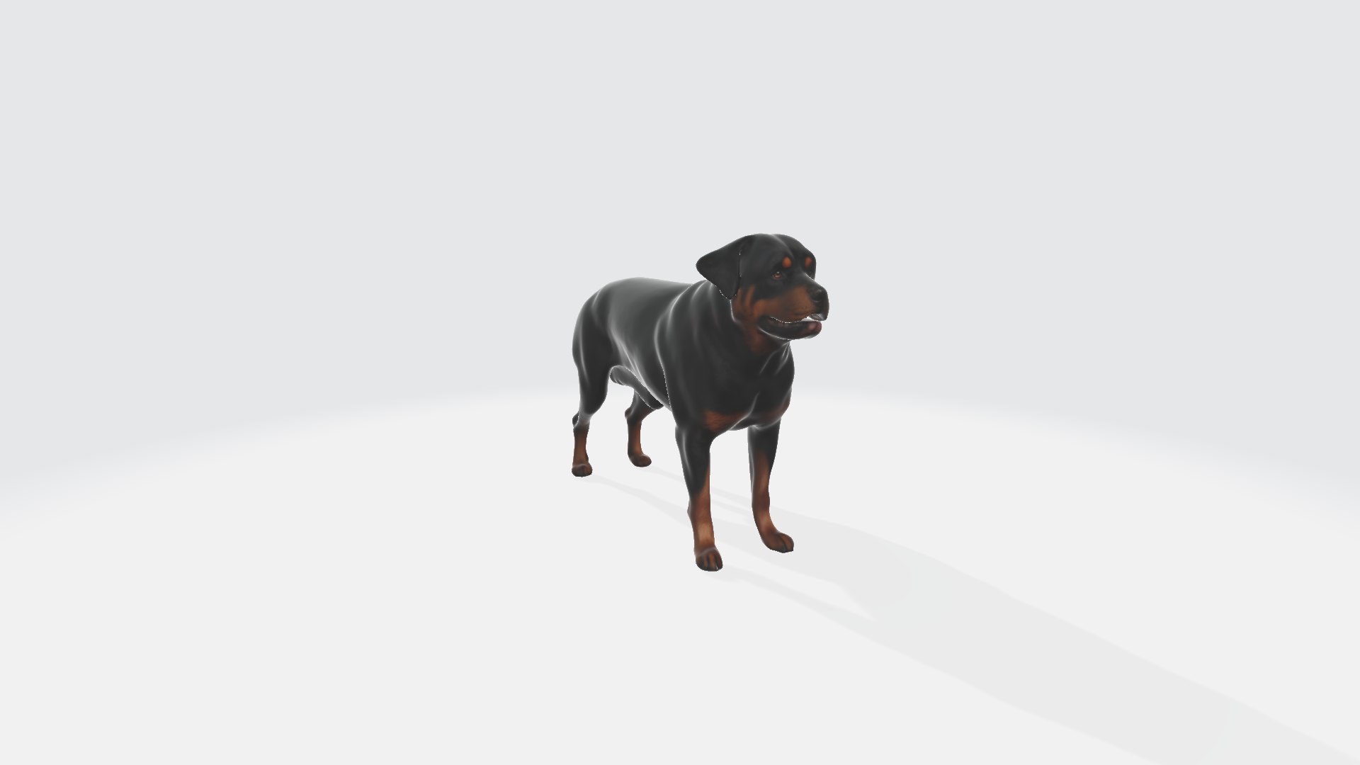 Strong Rottweiler Dog Animal Portrait Adorable Domestic Pet Animal ...
