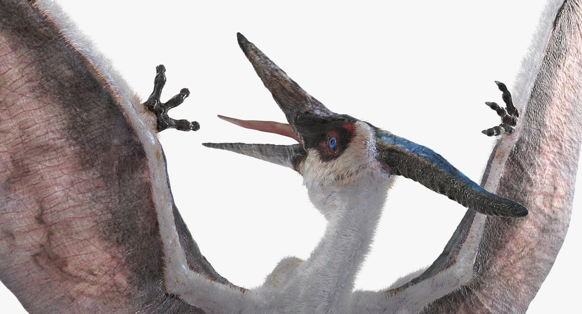 Pterosaur Pteranodon White with Fur PNG Images & PSDs for Download