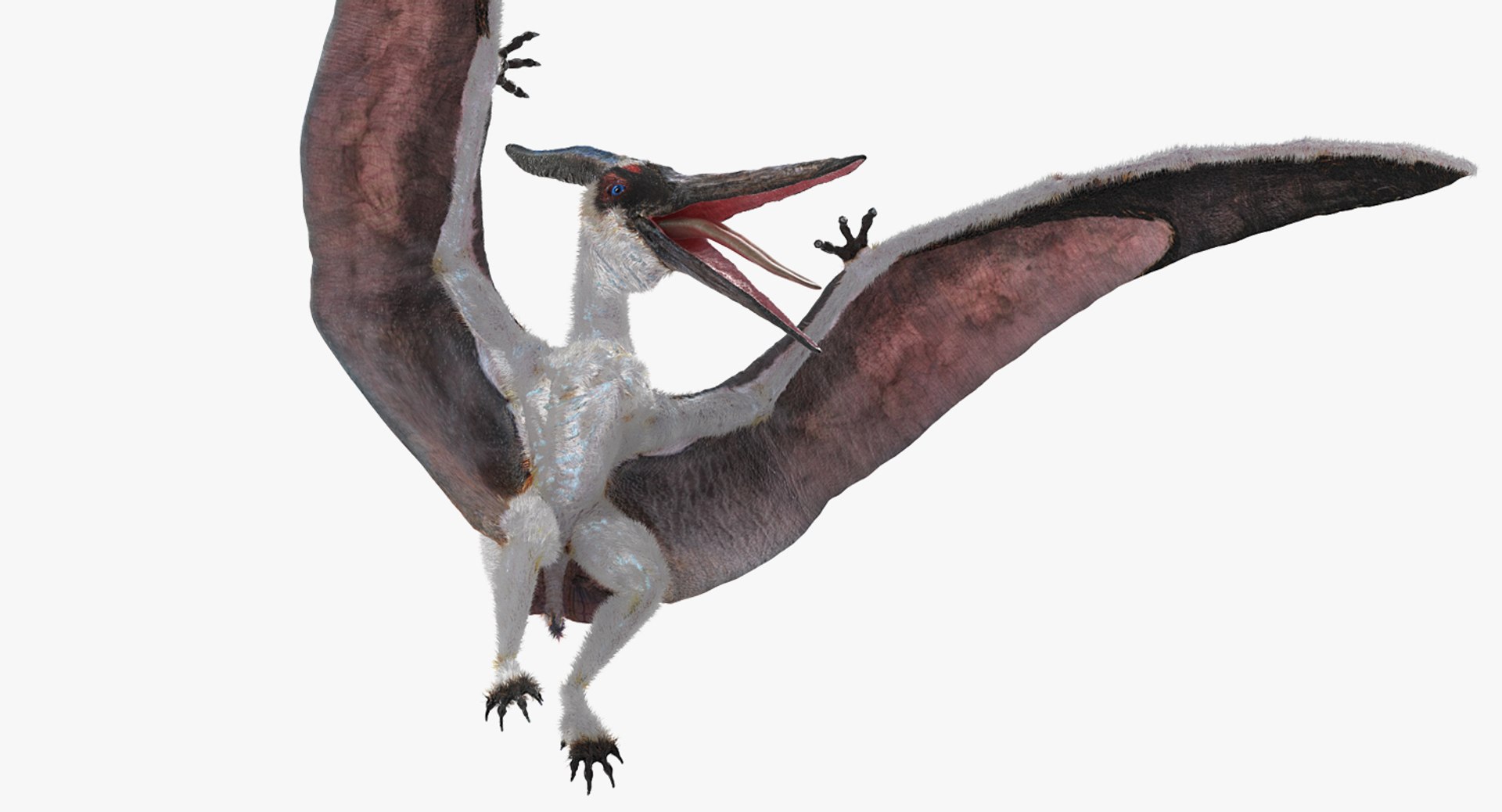 Pterosaur Pteranodon White with Fur PNG Images & PSDs for Download