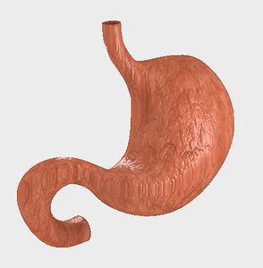 3D human stomach model