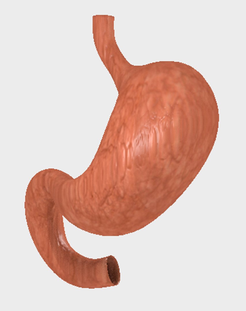 3D human stomach model https://p.turbosquid.com/ts-thumb/uv/MdzUuS/7dvtqQxV/4/png/1541197210/1920x1080/fit_q87/712be8e89141e4b5ee823811529f5a335fe6e8ed/4.jpg