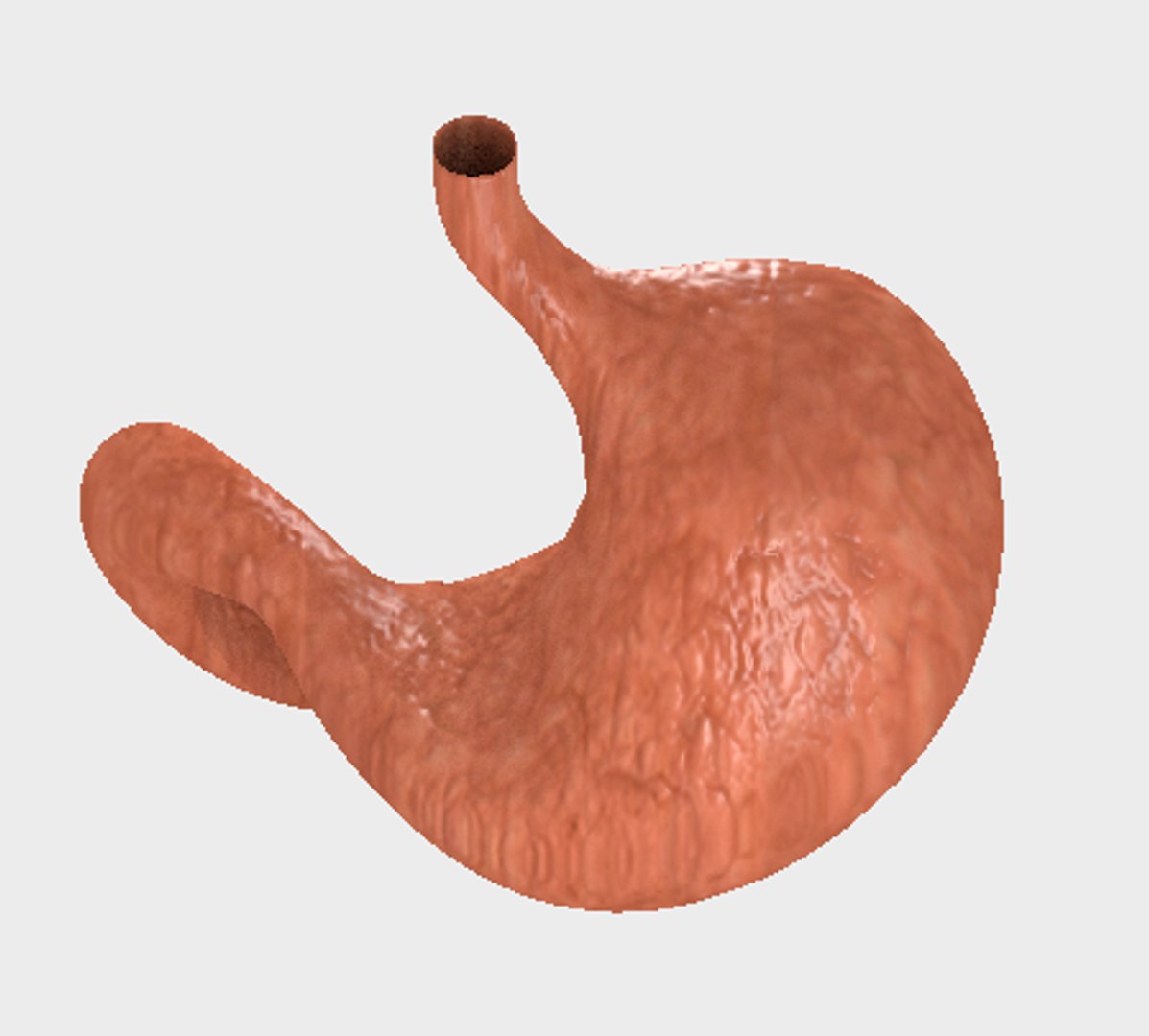 3D human stomach model https://p.turbosquid.com/ts-thumb/uv/MdzUuS/bvdojgX1/3/png/1541197199/1920x1080/fit_q87/c59b6fc2c3d66a2225e9b964593fe0d524b4df73/3.jpg