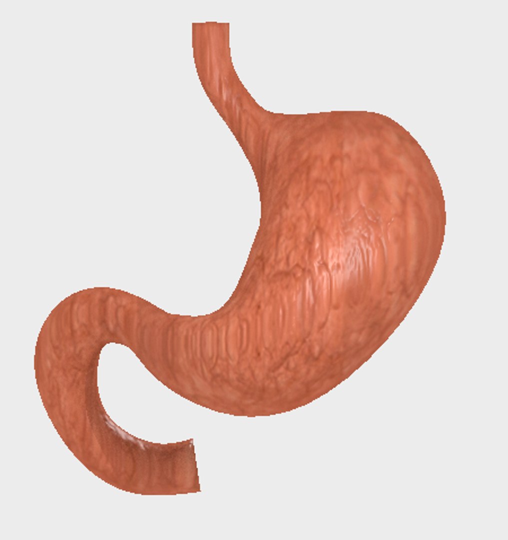 3D human stomach model https://p.turbosquid.com/ts-thumb/uv/MdzUuS/ioB0mOF8/2/png/1541197191/1920x1080/fit_q87/80f3213944606936f57f81363fa89484992085b6/2.jpg