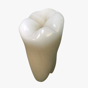 tooth lower molar wisdom 3d model