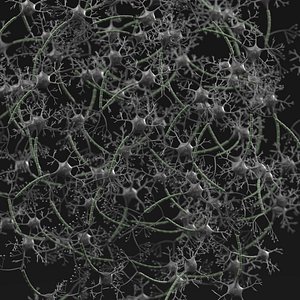 Neurons