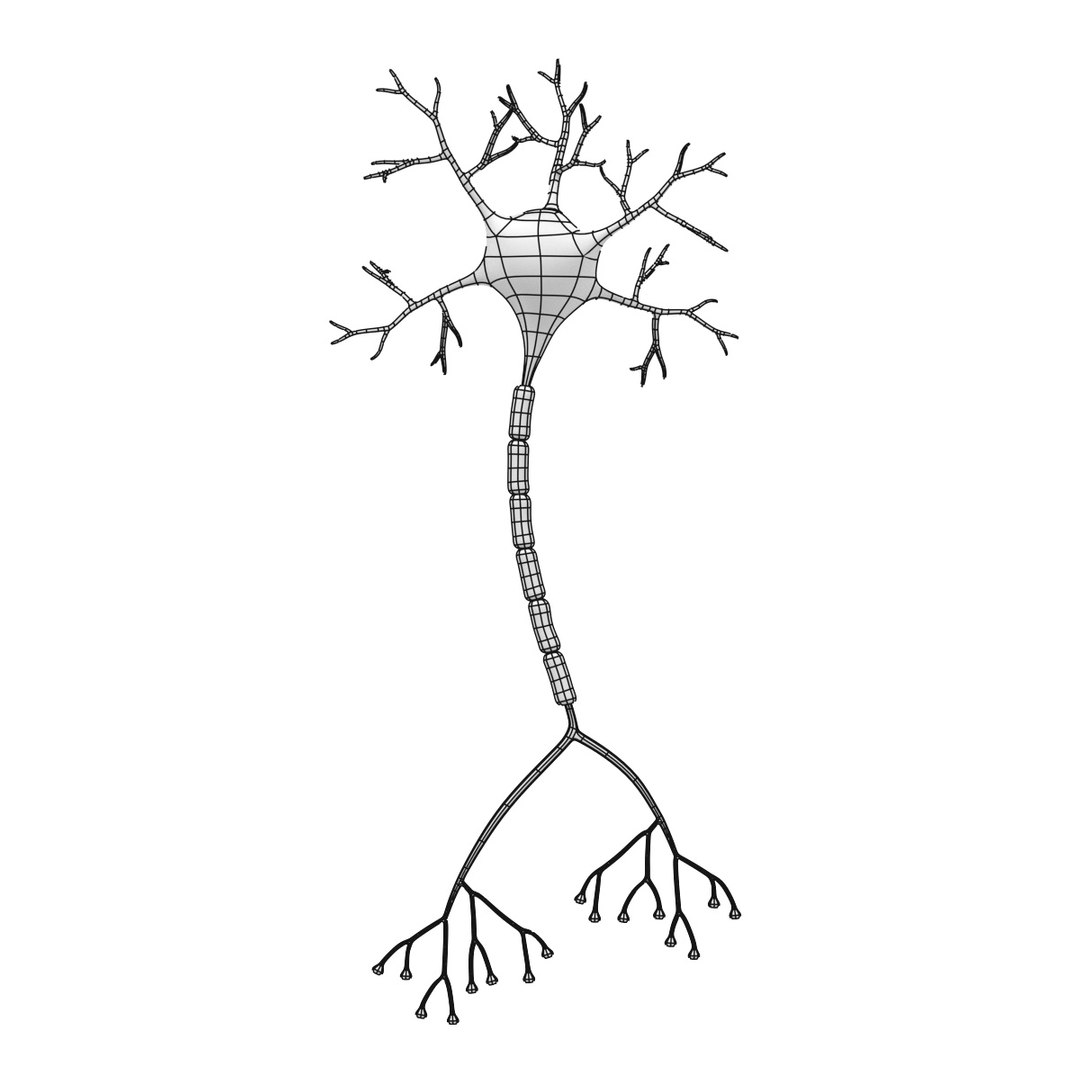 Neuron Network 3d Model