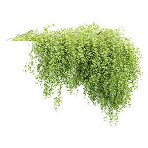 3D model Hanging Wall Creeper Plants N22503