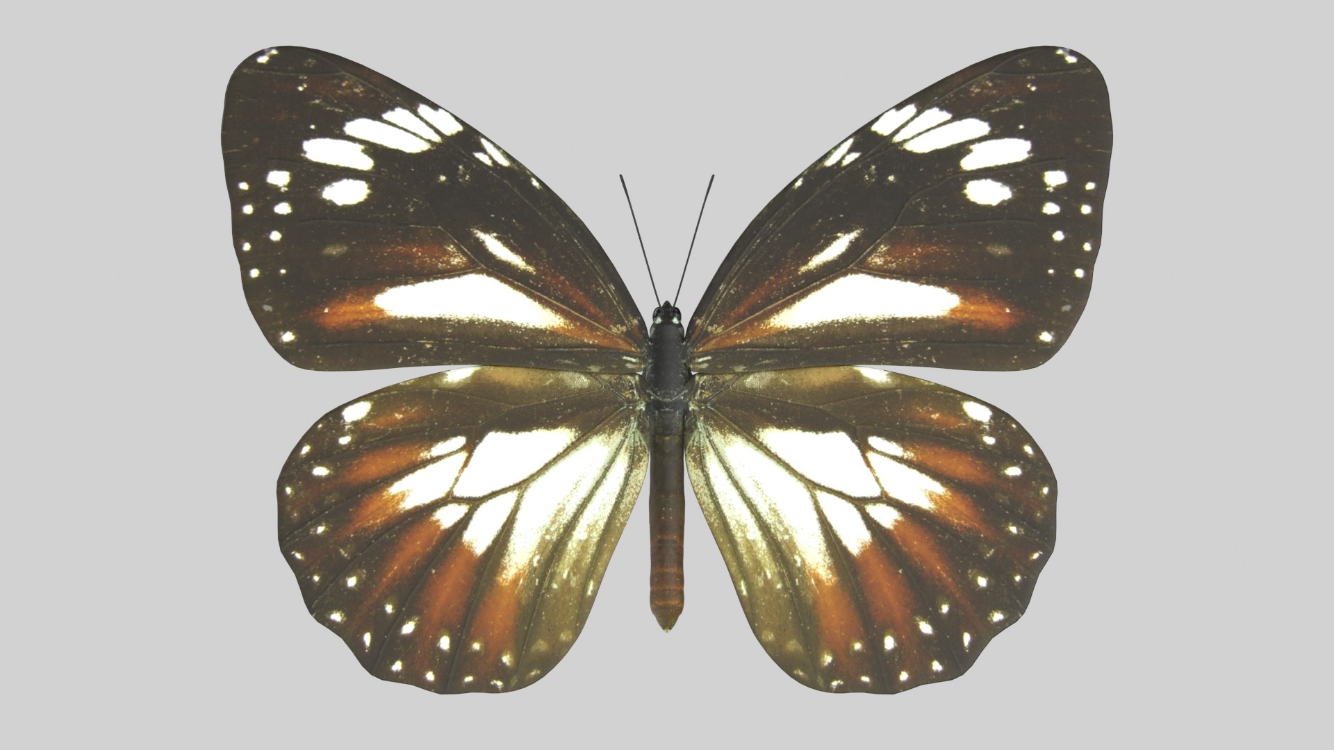 Malay Tiger Butterfly model https://p.turbosquid.com/ts-thumb/uv/qkcdtK/1d/malay_r1a/png/1639984180/1920x1080/fit_q87/0583f3ce65a5bf98a945ac9ab7bce726641d148b/malay_r1a.jpg