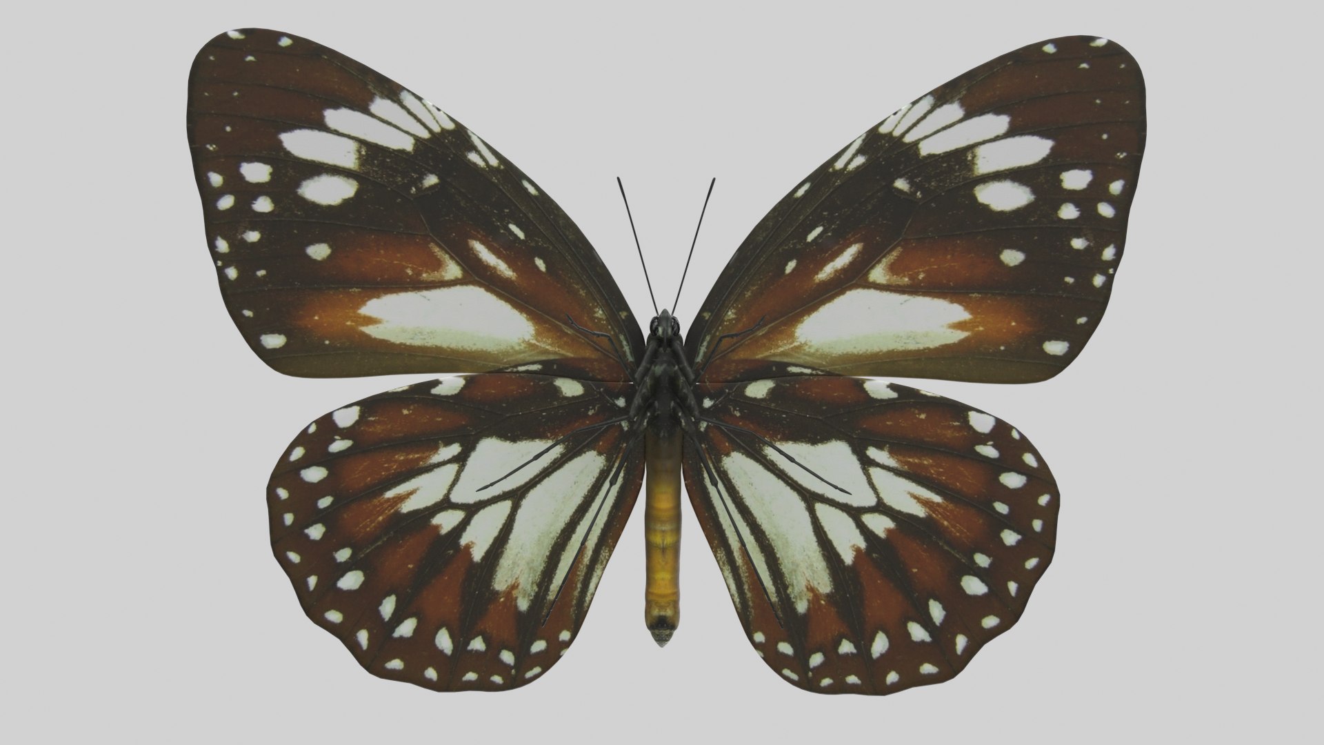 Malay Tiger Butterfly model https://p.turbosquid.com/ts-thumb/uv/qkcdtK/Mz/malay_r3/png/1639984187/1920x1080/fit_q87/0263e40a10d2b89c4a707275091895b6ddaa6cb2/malay_r3.jpg
