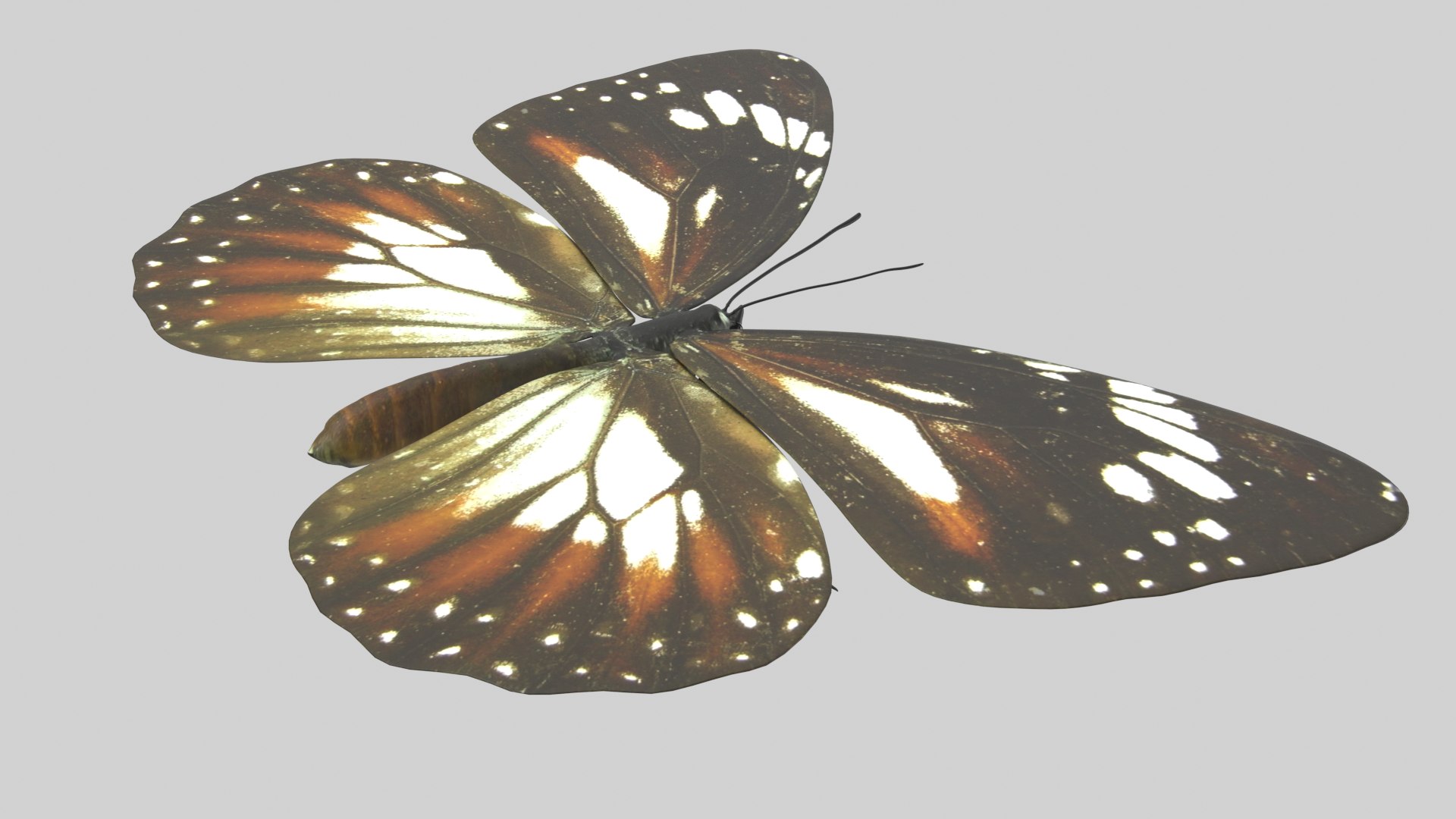 Malay Tiger Butterfly model https://p.turbosquid.com/ts-thumb/uv/qkcdtK/WT/malay_r5/png/1639984182/1920x1080/fit_q87/22bdf2427a5927d4993dd1a8a8d6000b1834147c/malay_r5.jpg
