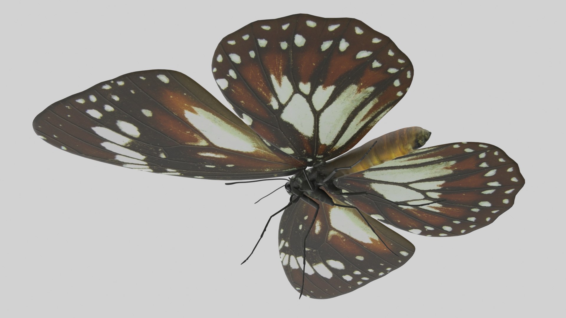 Malay Tiger Butterfly model https://p.turbosquid.com/ts-thumb/uv/qkcdtK/mn/malay_r6/png/1639984186/1920x1080/fit_q87/30fa6255a546af5711b34feeada17ba1f4b07e8d/malay_r6.jpg