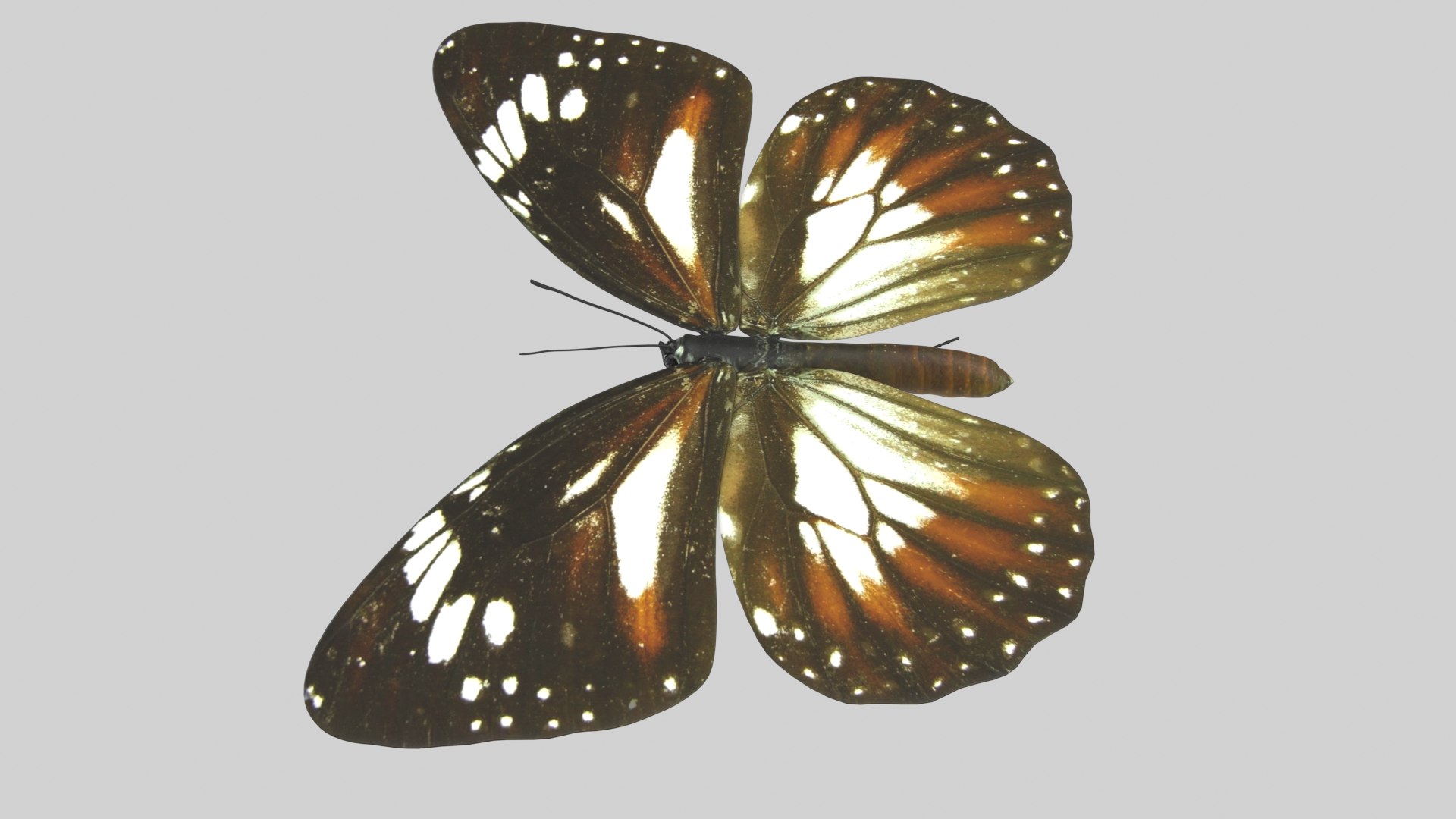 Malay Tiger Butterfly model https://p.turbosquid.com/ts-thumb/uv/qkcdtK/t4/malay_r2/png/1639984178/1920x1080/fit_q87/b7e0c6ee161a216ea13aa28754948ae5f9781223/malay_r2.jpg