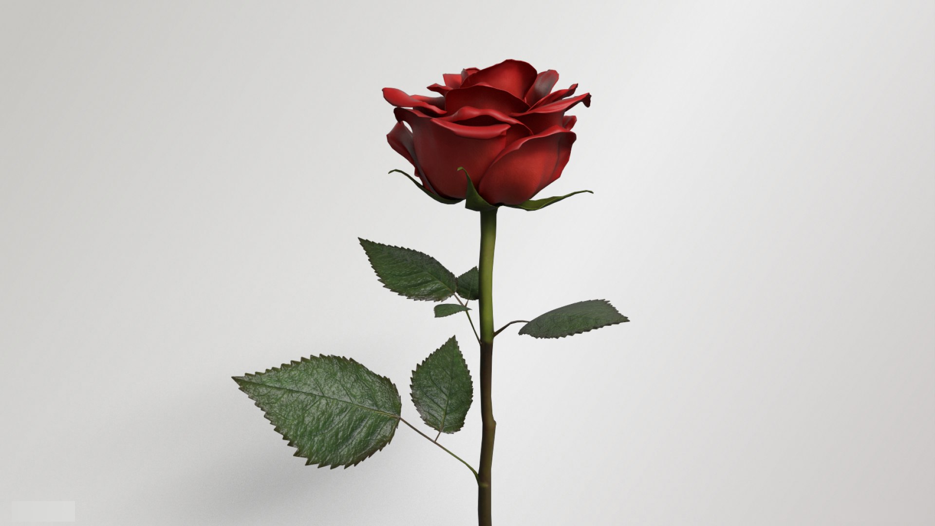 3D Single Red Rose - TurboSquid 2276728