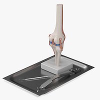 Anatomical Model of Knee Joint with Hohmann Retractor