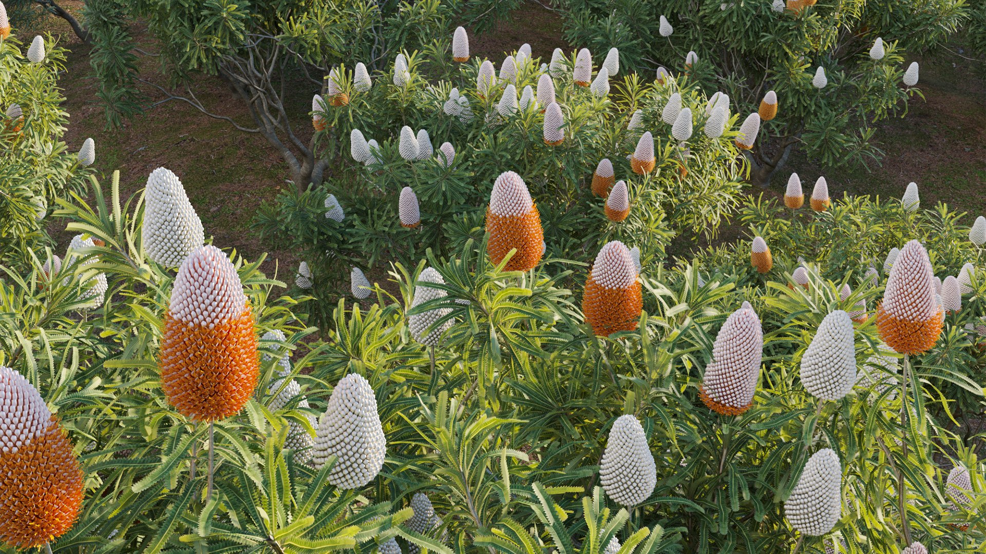 Grow FX - Banksia prionotes - Acorn banksia 02 3D model https://p.turbosquid.com/ts-thumb/uw/9FlUgj/4h/3dtree_banksiaprionotes_03_11/jpg/1791450416/1920x1080/fit_q87/853bc49ae7c522a447dc49197c550b011f681320/3dtree_banksiaprionotes_03_11.jpg