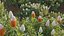 Grow FX - Banksia prionotes - Acorn banksia 02