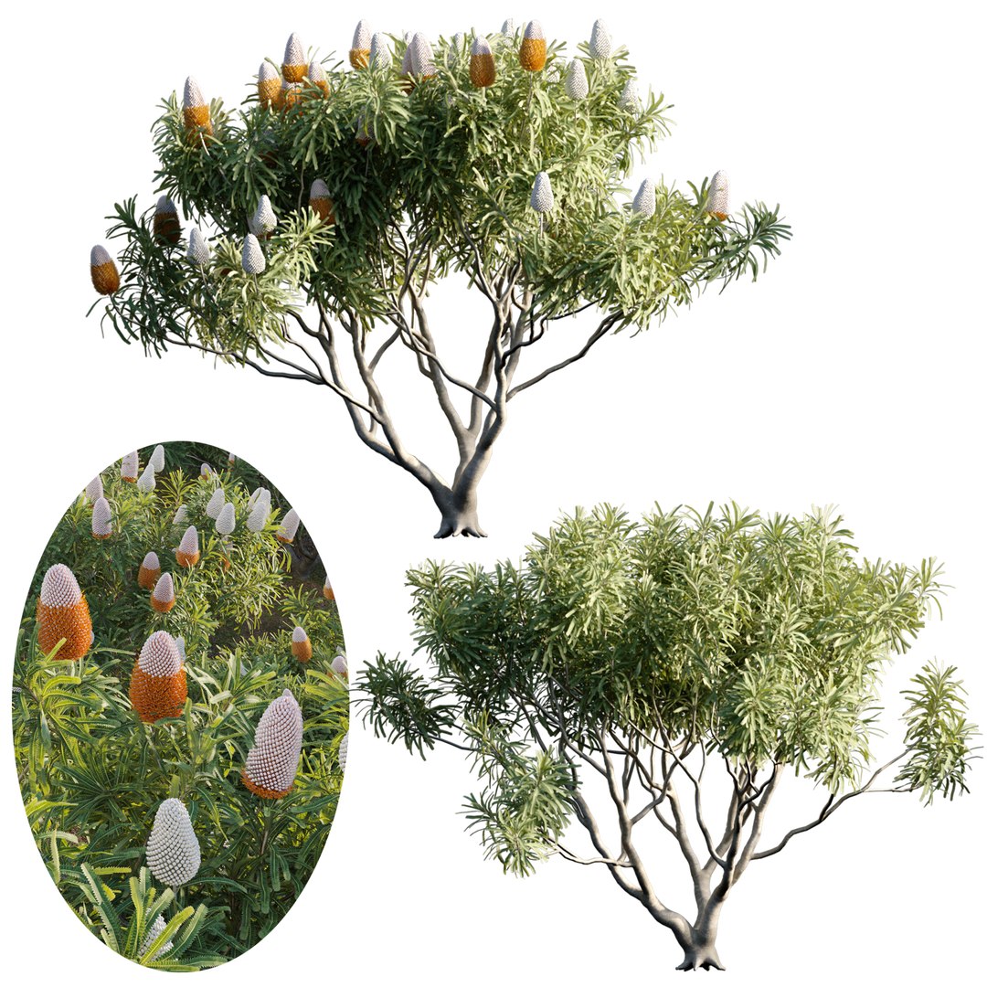 Grow FX - Banksia prionotes - Acorn banksia 02 3D model https://p.turbosquid.com/ts-thumb/uw/9FlUgj/C0/3dtree_banksiaprionotes_02_01/jpg/1791450404/1920x1080/fit_q87/d79bc6d59dd6a39b50cdb452e480afdf9cb1e410/3dtree_banksiaprionotes_02_01.jpg