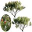 Grow FX - Banksia prionotes - Acorn banksia 02