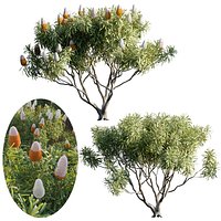 Grow FX - Banksia prionotes - Acorn banksia 02