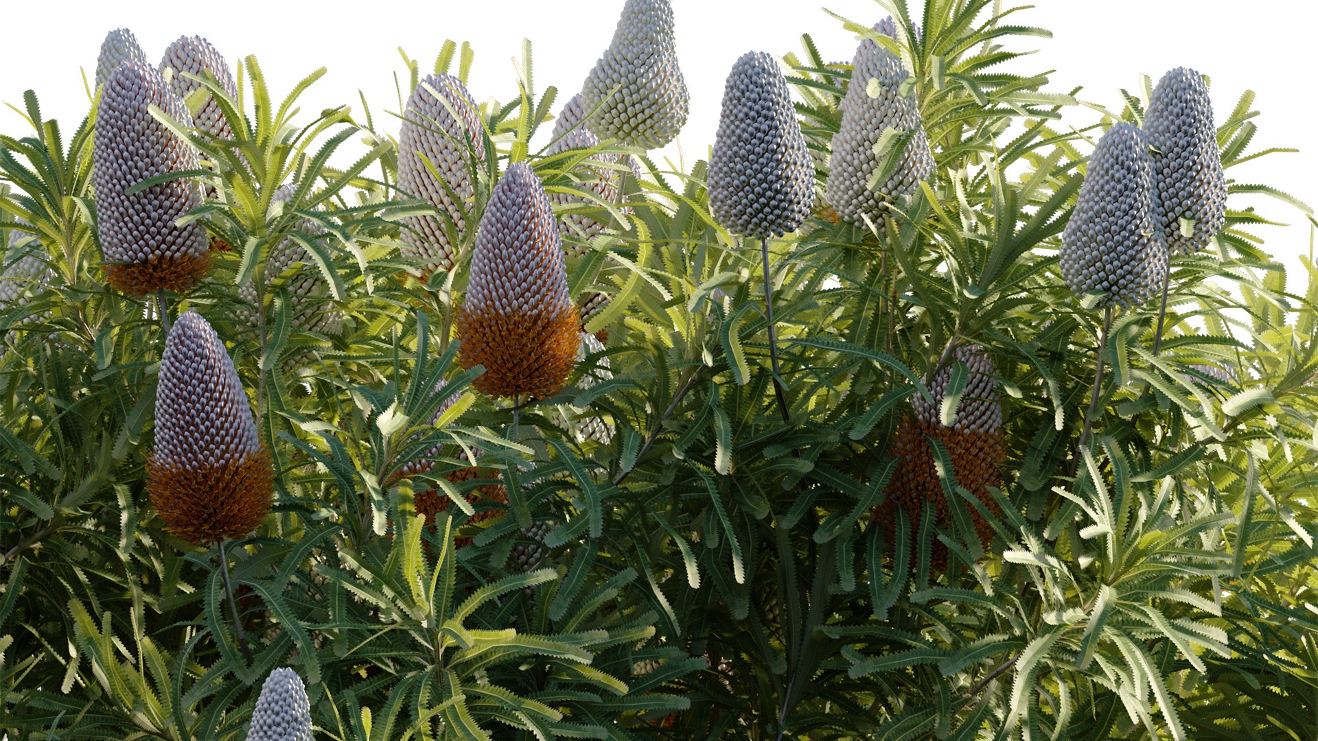 Grow FX - Banksia prionotes - Acorn banksia 02 3D model https://p.turbosquid.com/ts-thumb/uw/9FlUgj/Ld/3dtree_banksiaprionotes_03_09/jpg/1791450414/1920x1080/fit_q87/ac33c6f605b1a7568263847ab6bc00a5a3f926ce/3dtree_banksiaprionotes_03_09.jpg