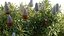 Grow FX - Banksia prionotes - Acorn banksia 02