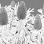 Grow FX - Banksia prionotes - Acorn banksia 02