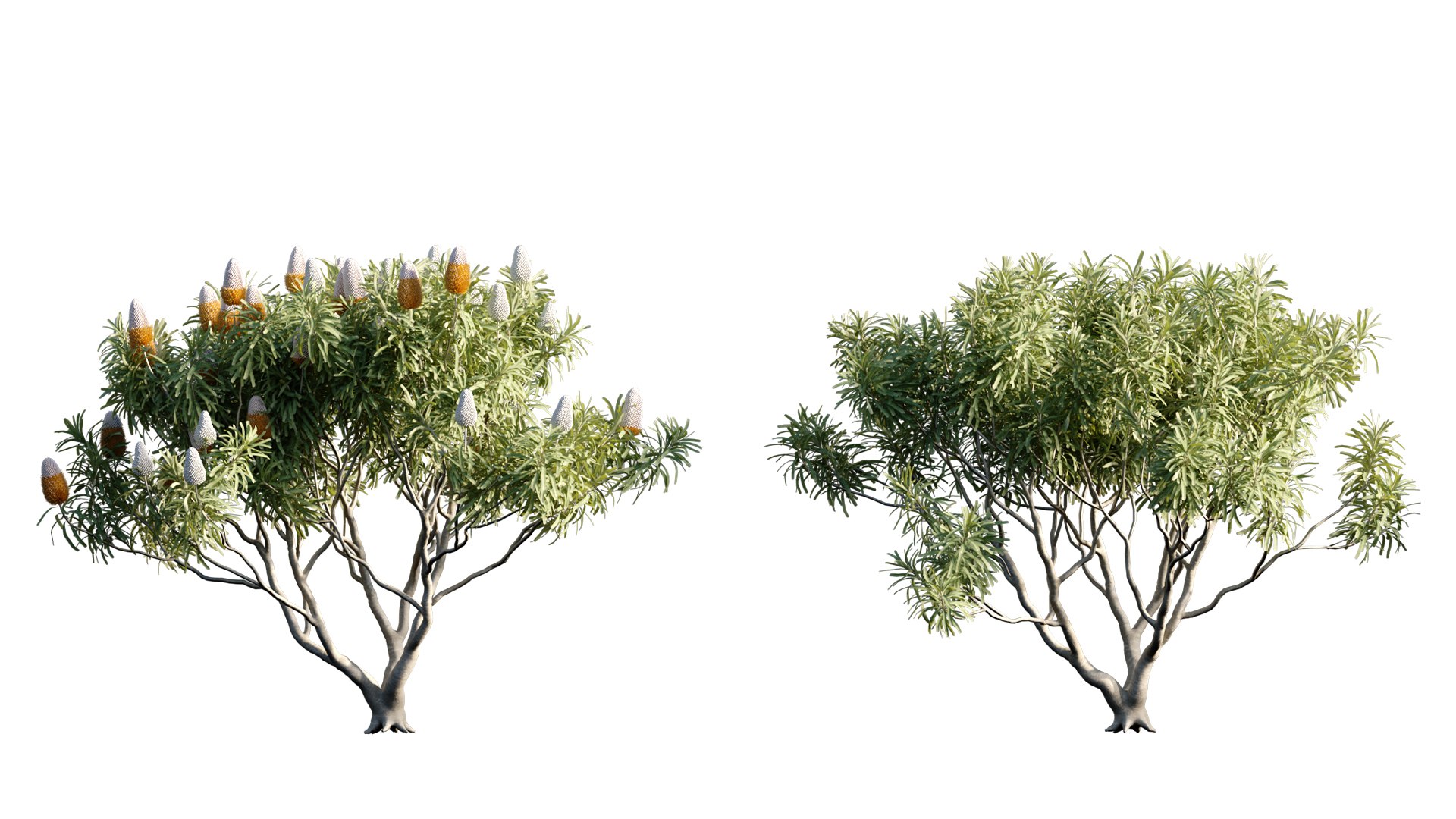 Grow FX - Banksia prionotes - Acorn banksia 02 3D model https://p.turbosquid.com/ts-thumb/uw/9FlUgj/ey/3dtree_banksiaprionotes_02_03/jpg/1791450406/1920x1080/fit_q87/5171d2082abbd8cb97ee8ff1ffece9884aed2408/3dtree_banksiaprionotes_02_03.jpg